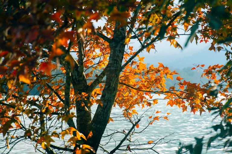 Explore The Majestic Red Forest In Quang Tri Explore The Majestic Red-Leaf Forest In Quang Tri