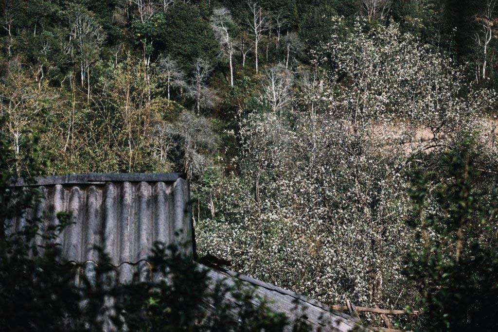 Hawthorns Blooming in Cheu Village, Son la Hoa sơn tra khoe sắc ở Làng Chếu, Sơn La
