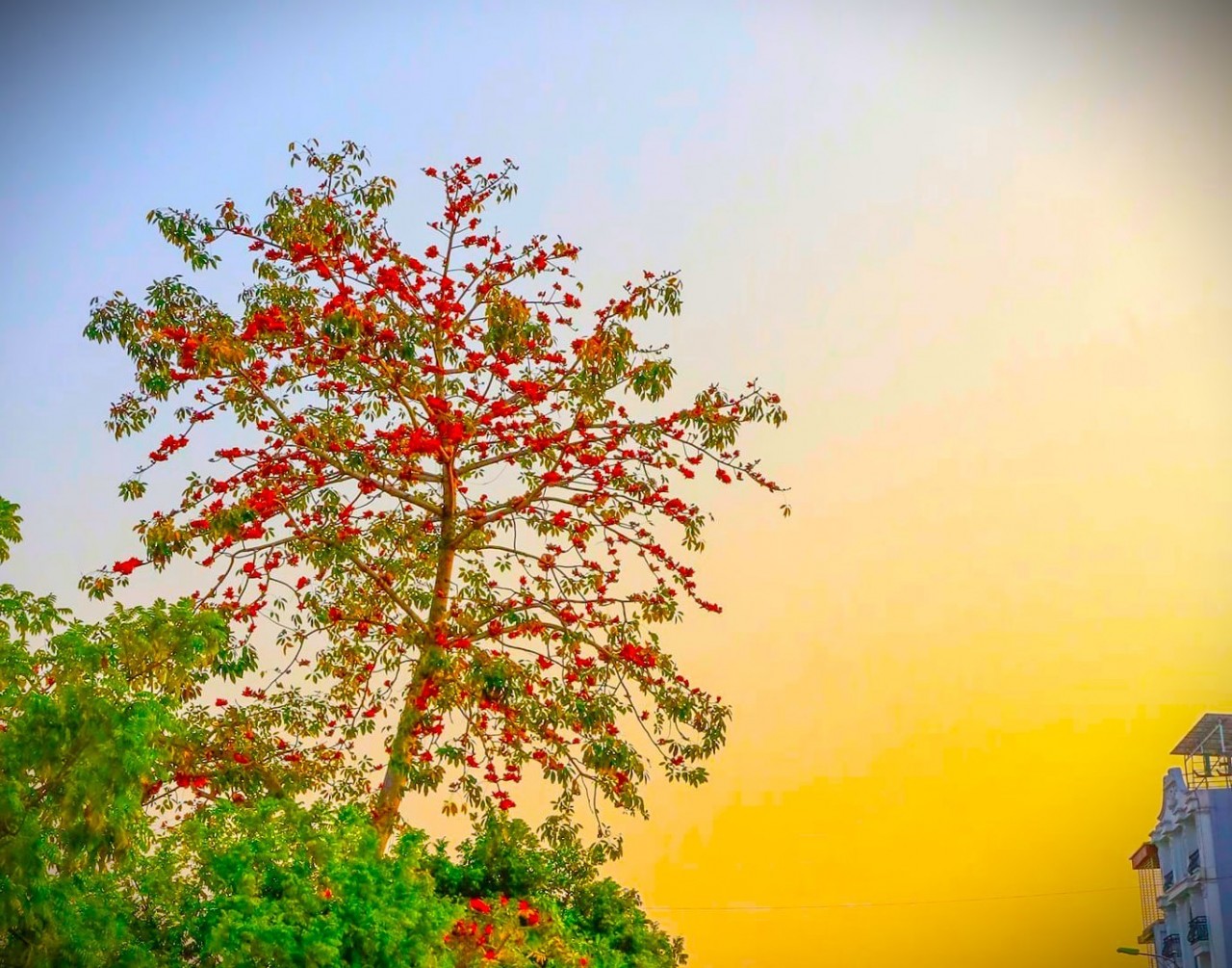 Admire The Gorgeous Rice Flower Season In Lao Cai Admire The Gorgeous Rice Flower Season In Lao Cai