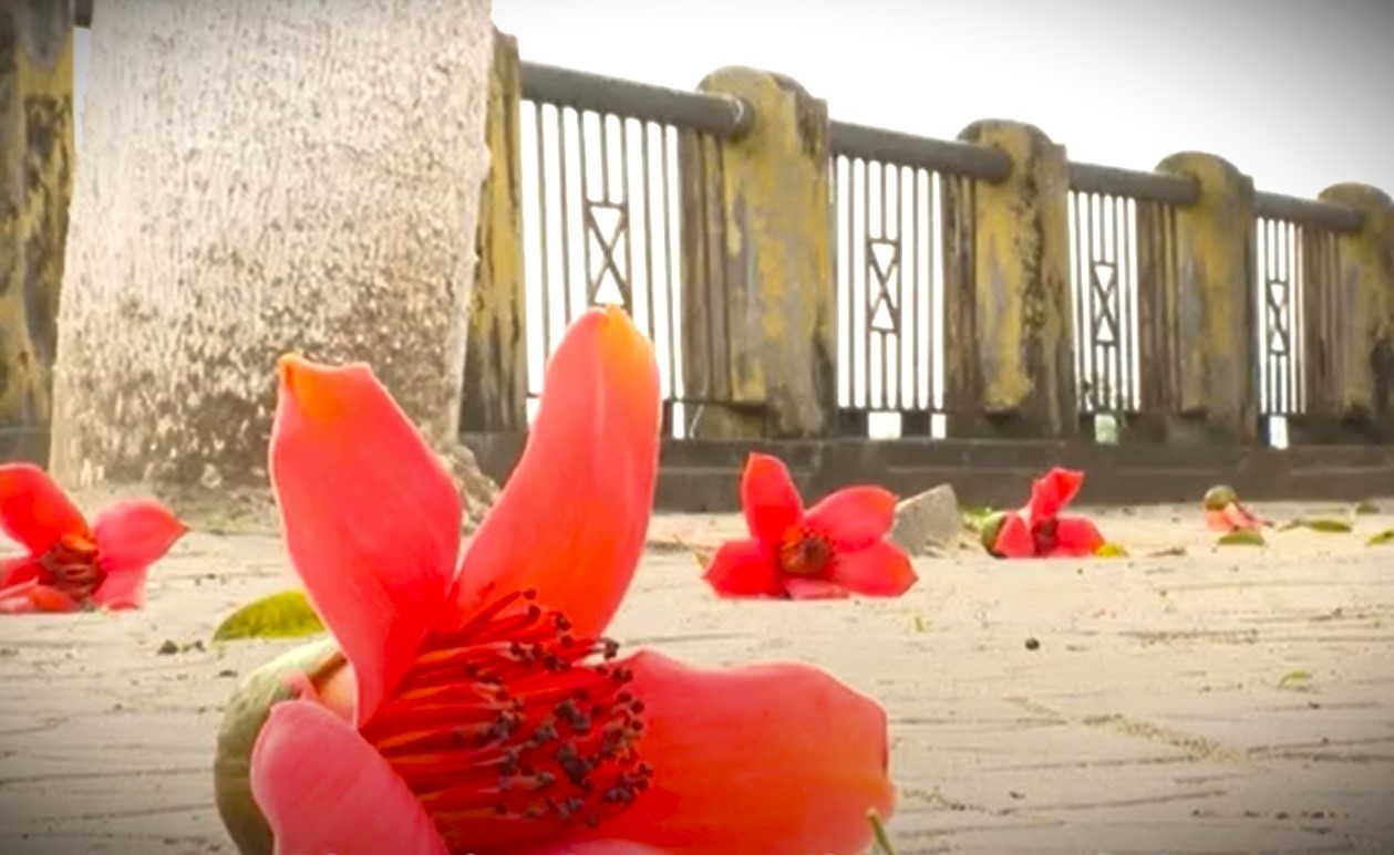 Admire The Gorgeous Rice Flower Season In Lao Cai Admire The Gorgeous Rice Flower Season In Lao Cai