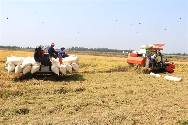 Vietnam Becomes Leading Rice Supplier to Singapore in Q1 Vietnam Becomes Leading Rice Supplier to Singapore in Q1