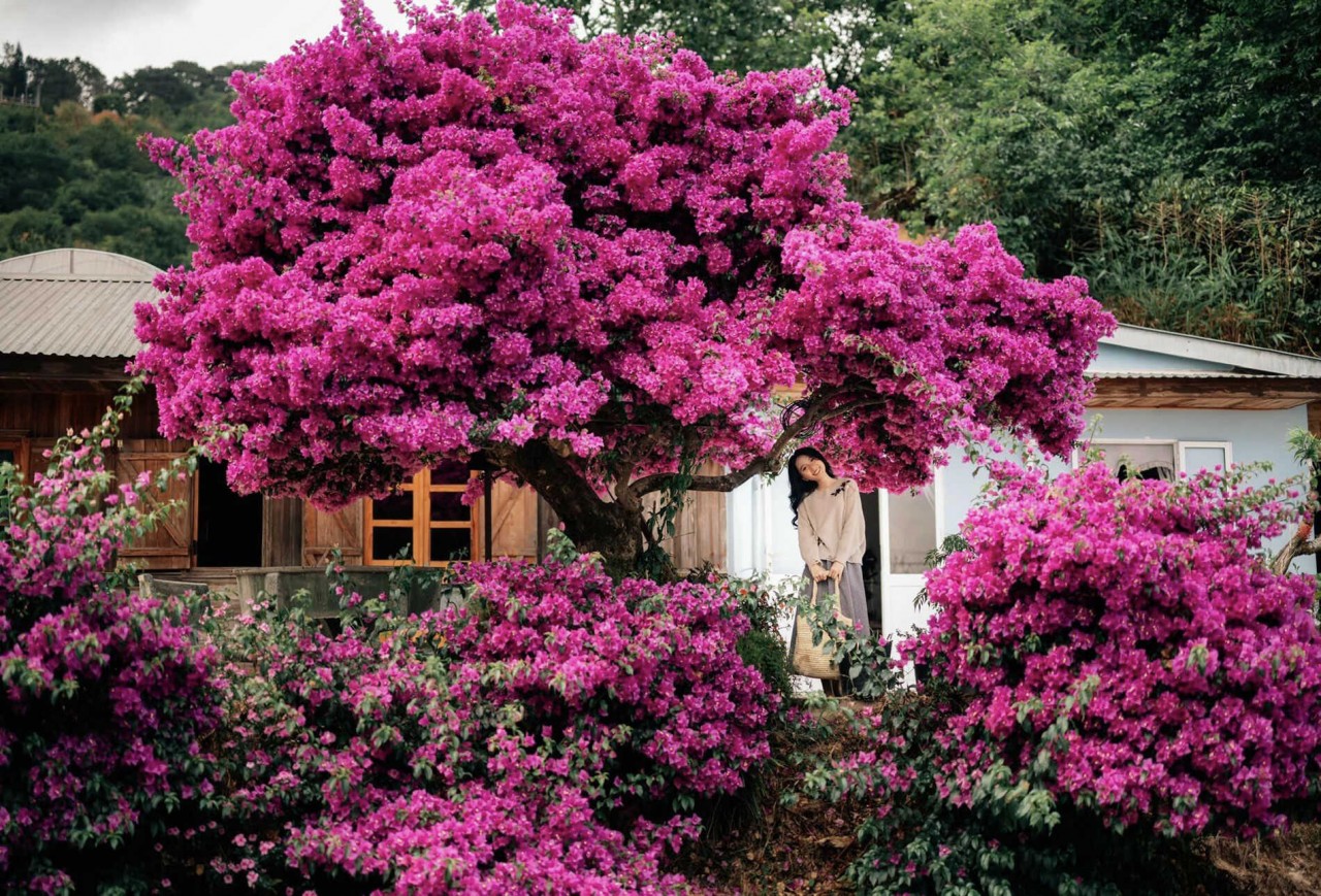 Explore Beautiful 35-Year-Old Paper Flower Tree In Da Lat Admire The Unique 35-Year-Old Paper Flower Tree In Da Lat