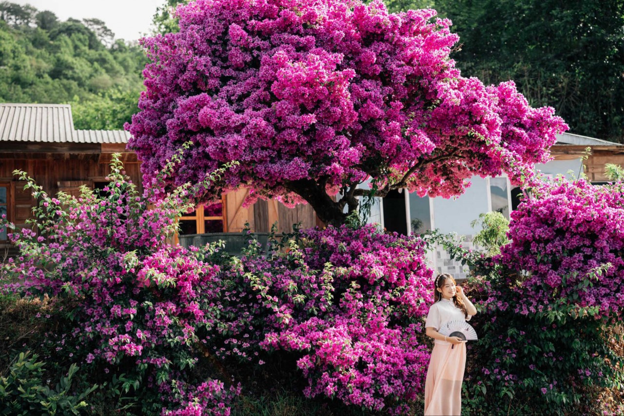 Explore Beautiful 35-Year-Old Paper Flower Tree In Da Lat Admire The Unique 35-Year-Old Paper Flower Tree In Da Lat