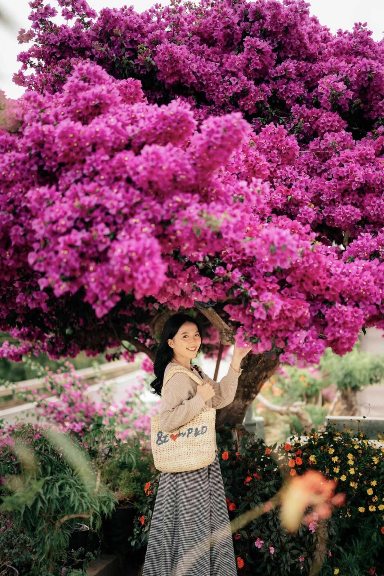 Explore Beautiful 35-Year-Old Paper Flower Tree In Da Lat Admire The Unique 35-Year-Old Paper Flower Tree In Da Lat