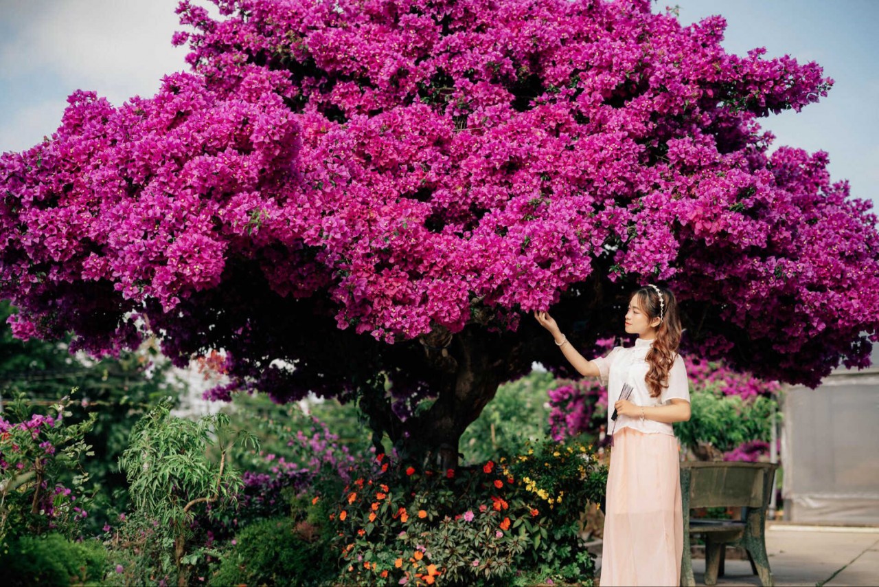 Explore Beautiful 35-Year-Old Paper Flower Tree In Da Lat Admire The Unique 35-Year-Old Paper Flower Tree In Da Lat