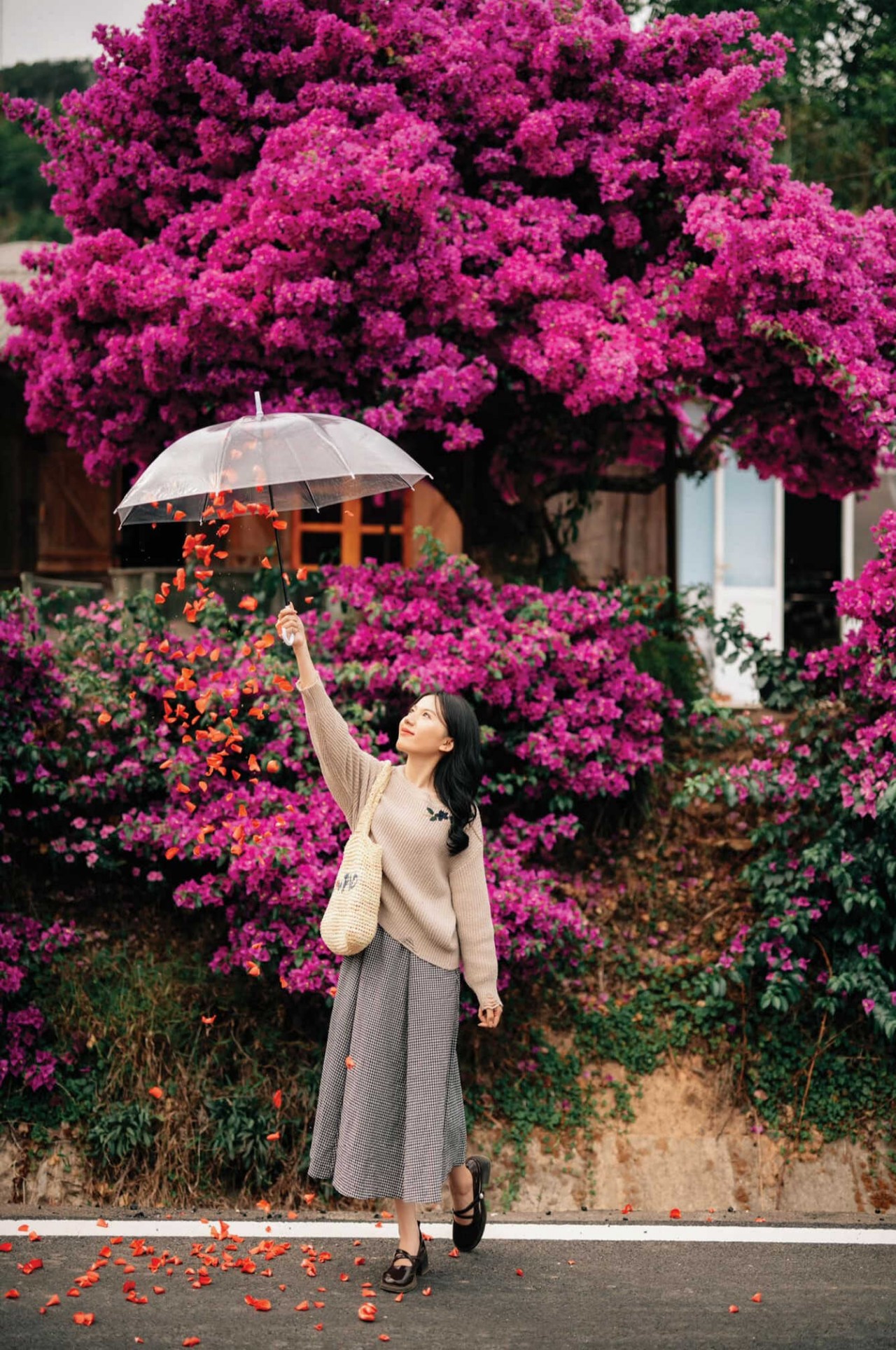 Explore Beautiful 35-Year-Old Paper Flower Tree In Da Lat Admire The Unique 35-Year-Old Paper Flower Tree In Da Lat