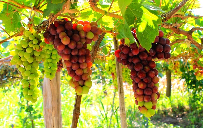 Visit Thai An Grape Village – A Tranquil Summer Getaway In Ninh Thuan Visit Thai An Grape Village – A Tranquil Summer Getaway In Ninh Thuan