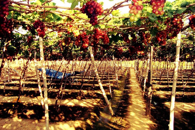 Visit Thai An Grape Village – A Tranquil Summer Getaway In Ninh Thuan Visit Thai An Grape Village – A Tranquil Summer Getaway In Ninh Thuan