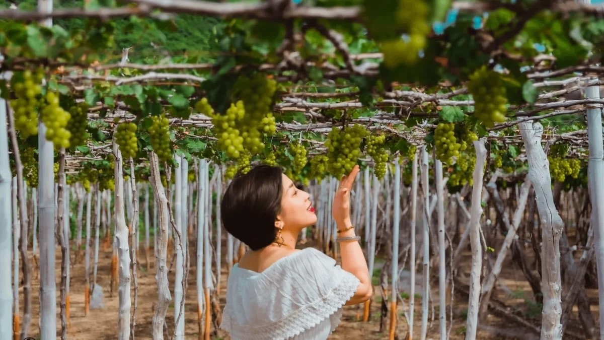 Visit Thai An Grape Village – A Tranquil Summer Getaway In Ninh Thuan Visit Thai An Grape Village – A Tranquil Summer Getaway In Ninh Thuan