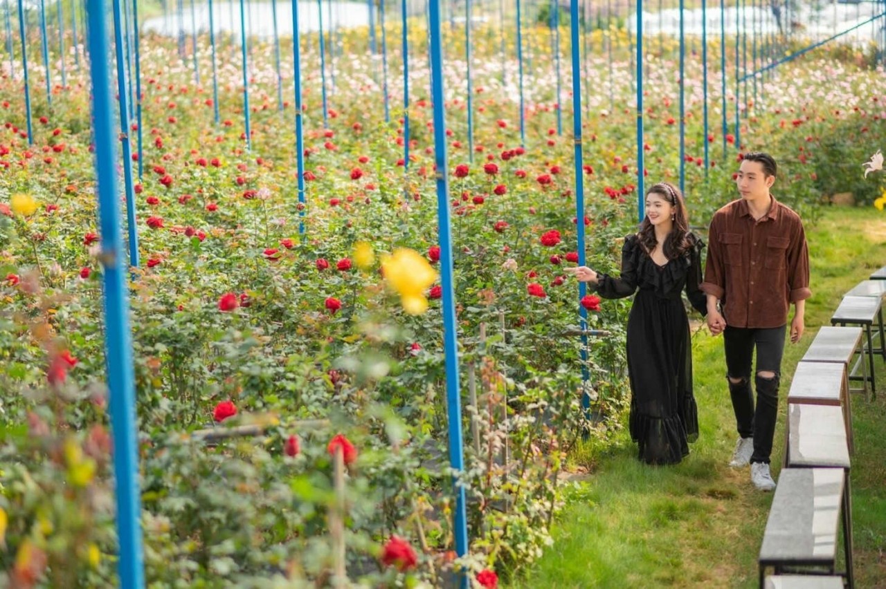 Explore The Petite Rose Valley In The Heart Of Da Lat Explore The Petite Rose Valley In The Heart Of Da Lat