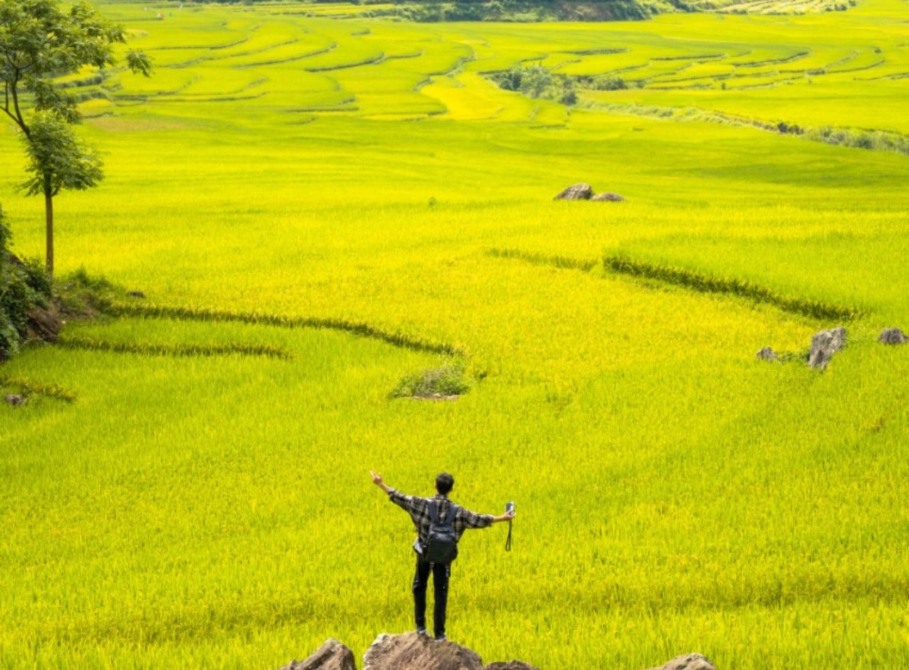 Admire The Mesmerizing Don Village In The Ripening Rice Season Admire The Mesmerizing Don Village In The Ripening Rice Season