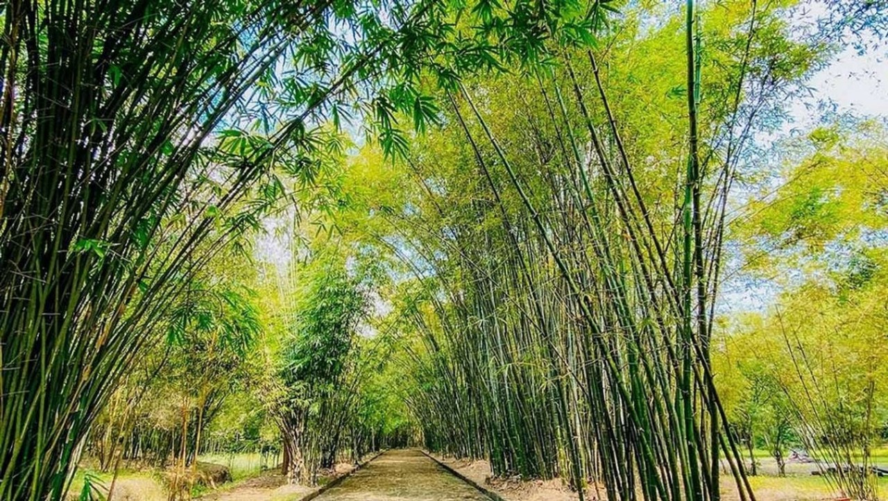 Explore Phu An Bamboo Village – The Unique Green Space In Vietnam Explore Phu An Bamboo Village – The Unique Green Space In Vietnam