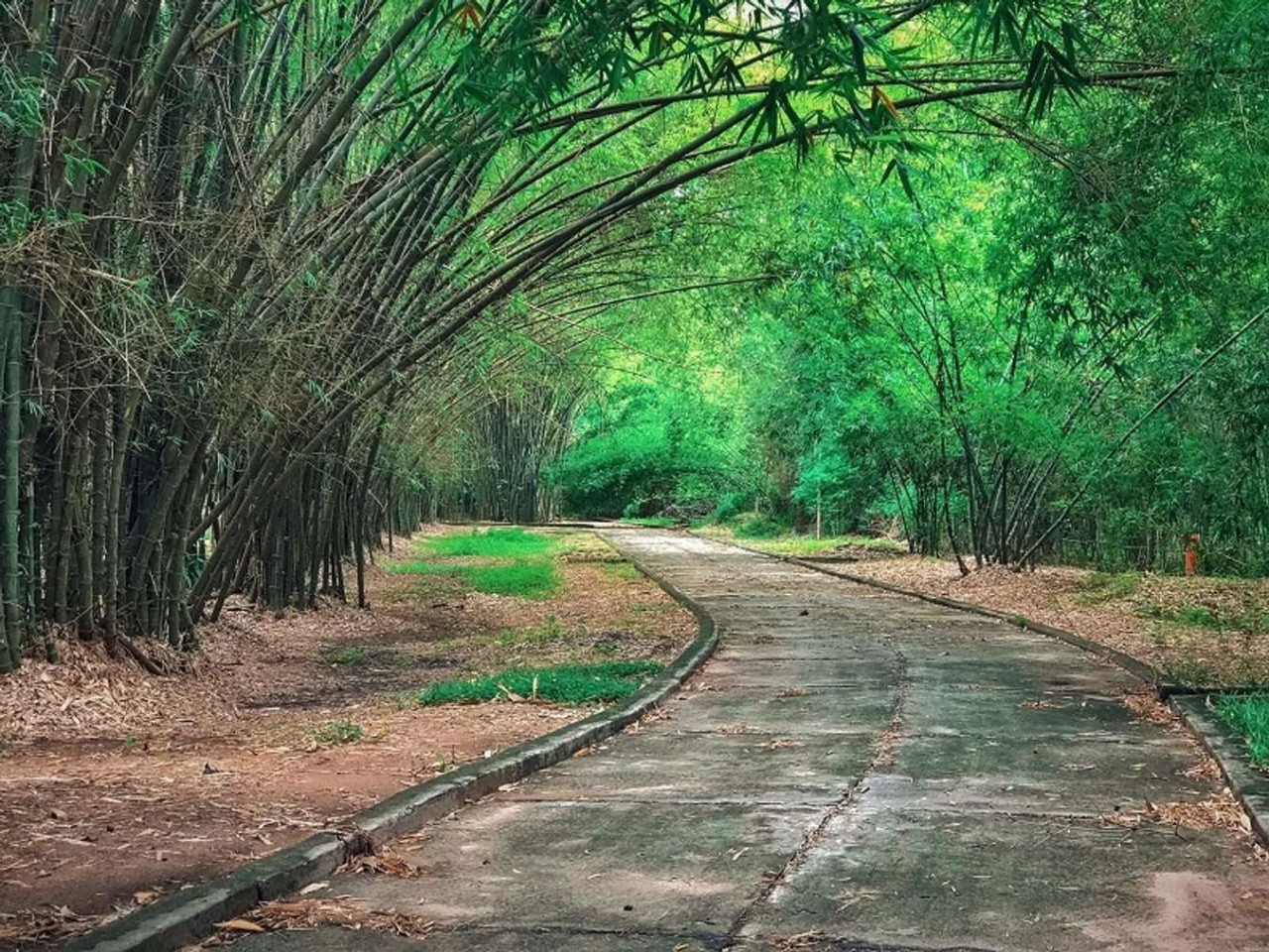 Explore Phu An Bamboo Village – The Unique Green Space In Vietnam Explore Phu An Bamboo Village – The Unique Green Space In Vietnam