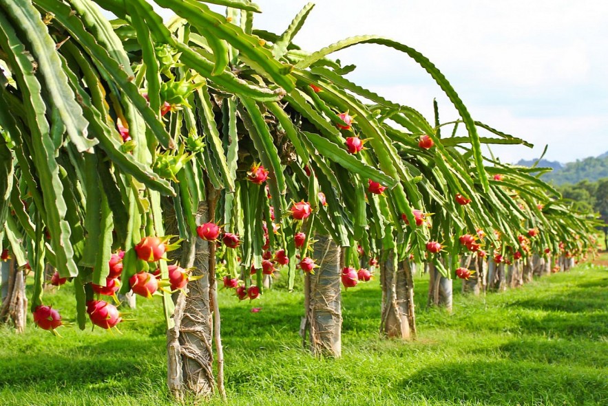 https://dragonfruit.net.vn/ https://dragonfruit.net.vn/