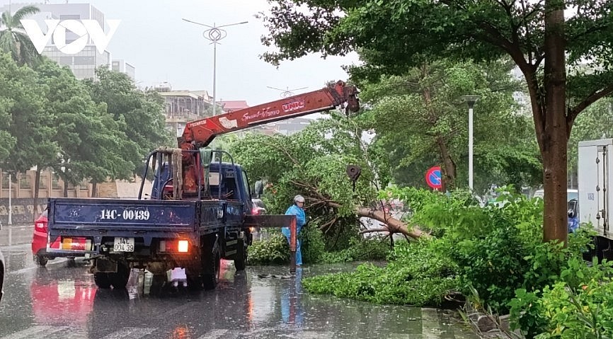 Strong winds uproot many trees in the coastal city of Ha Long. Strong winds uproot many trees in the coastal city of Ha Long.