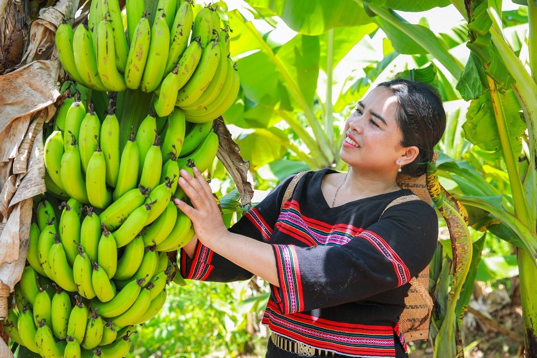 Pa Ko Women in Ta Rut Improve Livelihoods Thanks to Dwarf Banana Pa Ko Women in Ta Rut Improve Livelihoods Thanks to Dwarf Banana