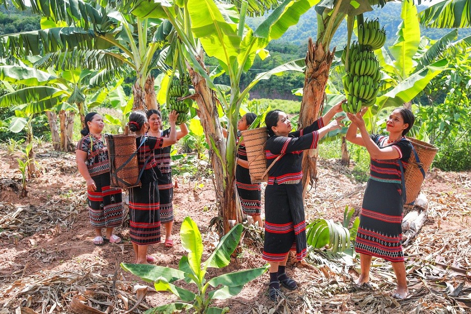Pa Ko Women in Ta Rut Improve Livelihoods Thanks to Dwarf Banana Pa Ko Women in Ta Rut Improve Livelihoods Thanks to Dwarf Banana