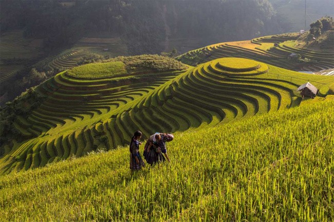 Mu Cang Chai article Mu Cang Chai article