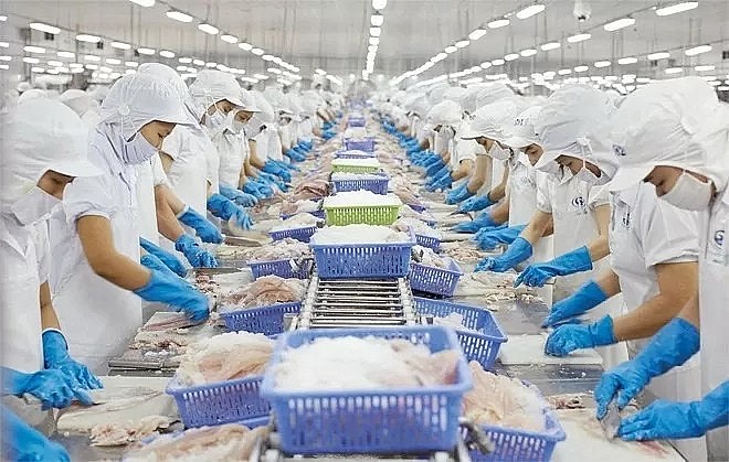 A processing line for export in Vietnam. (Photo: Smart) A processing line for export in Vietnam. (Photo: Smart)