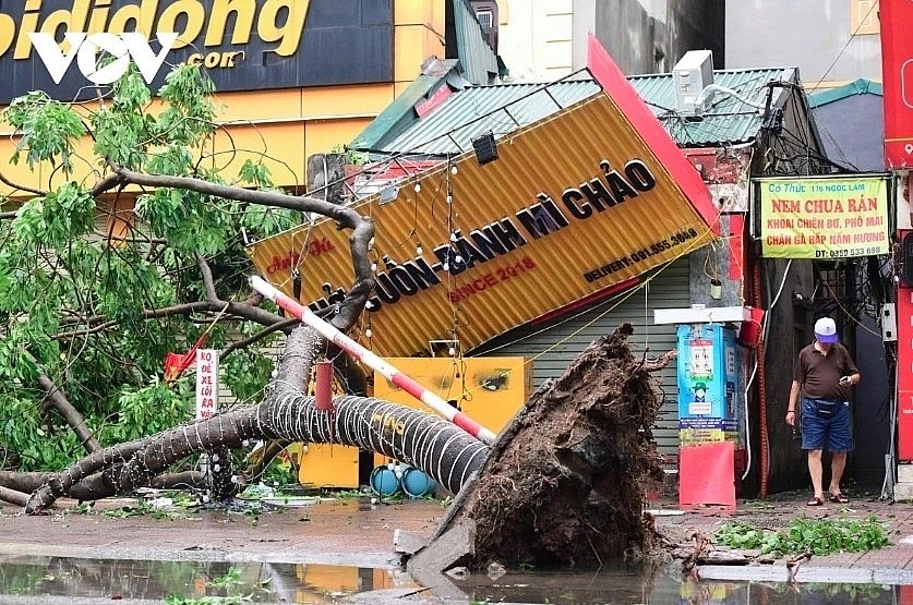 Strong winds bring down a big tree in Gia Lam district of Hanoi capital during the height of Yagi landfall in early September. Strong winds bring down a big tree in Gia Lam district of Hanoi capital during the height of Yagi landfall in early September.