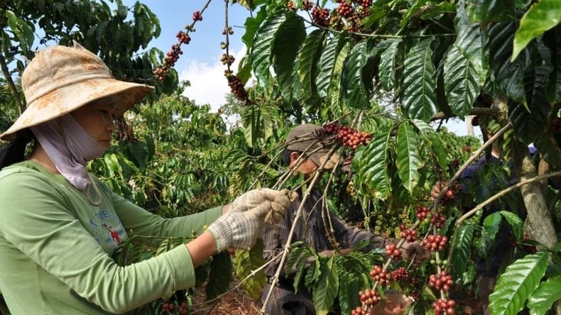 The coffee industry is expected to benefit when the FTA ecosystem comes into existence. The coffee industry is expected to benefit when the FTA ecosystem comes into existence.