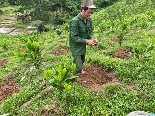 Planting Bach Bo trees in Chau Khe commune, Con Cuong district - (Photo: Thai Ba Tham/VNM-UNDP Project Management Board) Planting Bach Bo trees in Chau Khe commune, Con Cuong district - (Photo: Thai Ba Tham/VNM-UNDP Project Management Board)