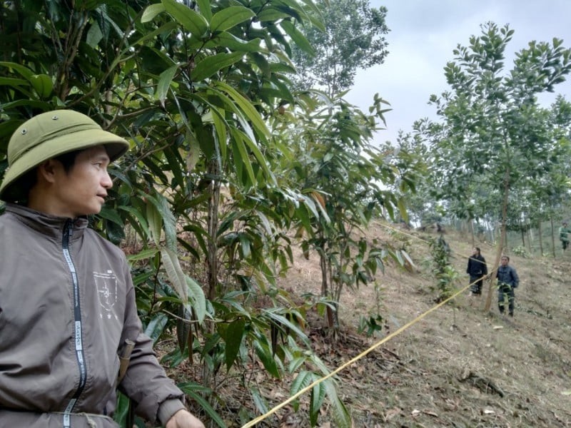 Care, protection, and sustainable exploitation of yellow tea trees in Na Hum village, Thong Thu commune, Que Phong district (Photo: Nguyen Thanh Nham/Head of VNM-UNDP Project Management Board). Care, protection, and sustainable exploitation of yellow tea trees in Na Hum village, Thong Thu commune, Que Phong district (Photo: Nguyen Thanh Nham/Head of VNM-UNDP Project Management Board).