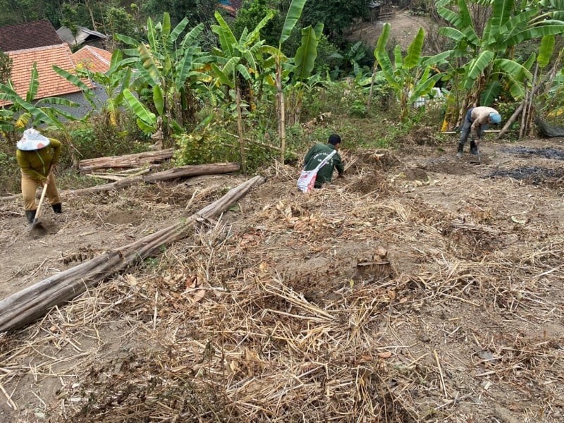 Planting seven-leaf, one-flower tree in Na Ngoi commune, Ky Son district - (Photo: Thai Ba Tham/VNM-UNDP Project Management Board) Planting seven-leaf, one-flower tree in Na Ngoi commune, Ky Son district - (Photo: Thai Ba Tham/VNM-UNDP Project Management Board)