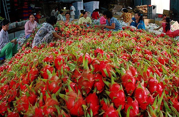 Farmers check the quality of dragon fruit before shipping it to China in the southern province of Tiền Giang. Photo doanhnhansaigon.vn Farmers check the quality of dragon fruit before shipping it to China in the southern province of Tiền Giang. Photo doanhnhansaigon.vn