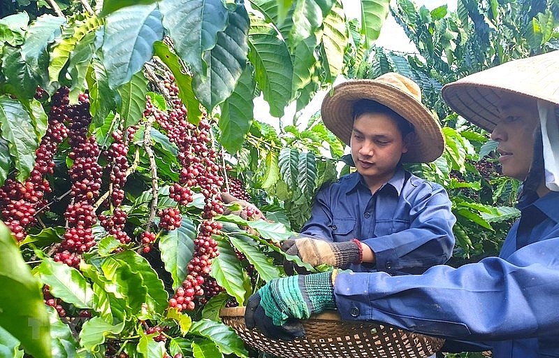 UKVFTA Opens up New Opportunities for Vietnamese Coffee Exports UKVFTA Opens up New Opportunities for Vietnamese Coffee Exports