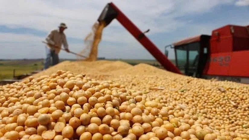 Soyabeans are among key agricultural items Vietnam imports from the United States. (Photo:mekongasean.vn) Soyabeans are among key agricultural items Vietnam imports from the United States. (Photo:mekongasean.vn)