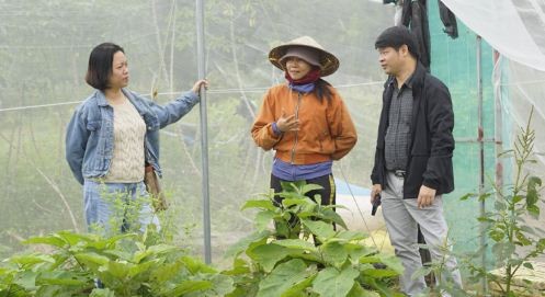 A greenhouse model in Xi Thoai hamlet, Xuan Lanh commune A greenhouse model in Xi Thoai hamlet, Xuan Lanh commune