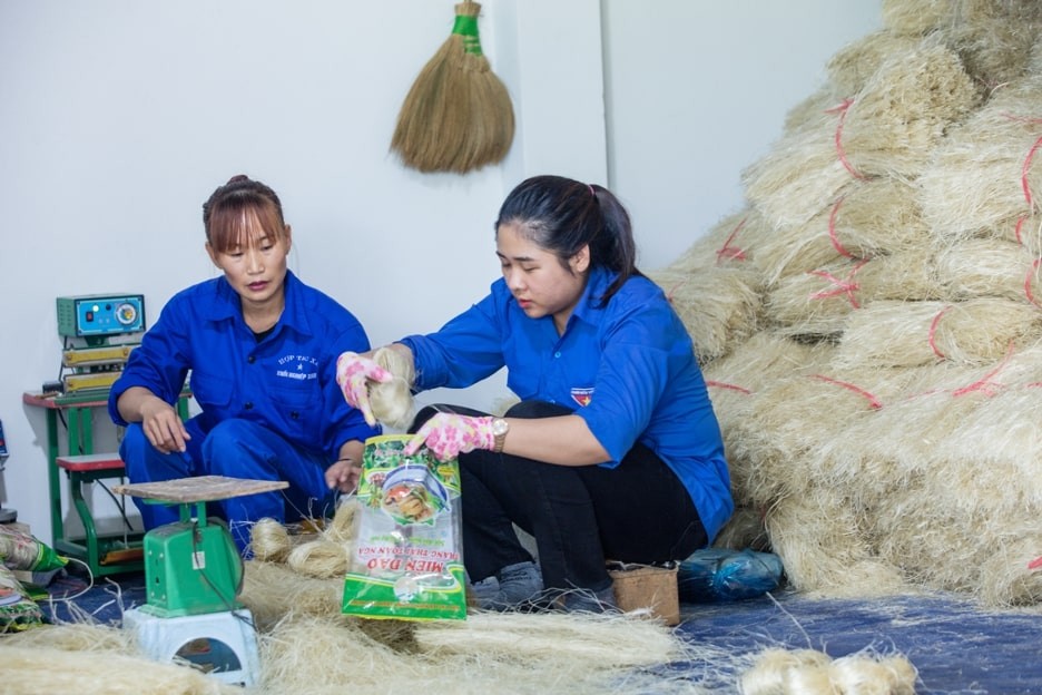 With support from the project, Dinh Kieu Anh boldly invested, learned, and successfully established the Green Startup Cooperative to produce mien dao trang thai. With support from the project, Dinh Kieu Anh boldly invested, learned, and successfully established the Green Startup Cooperative to produce mien dao trang thai.