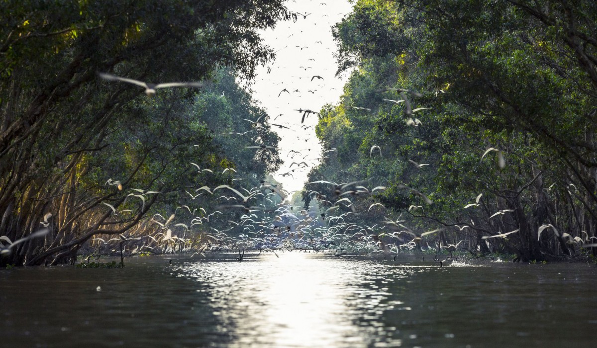 Tram Chim National Park, Dong Thap Province (Photo: Tram Chim National Park) Tram Chim National Park, Dong Thap Province (Photo: Tram Chim National Park)