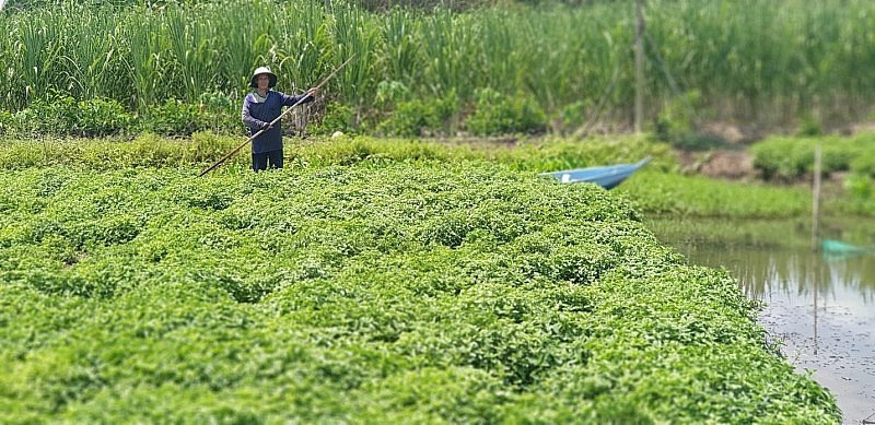 Across Asia—and especially in Vietnam—natural herbs are abundant, offering great potential for developing health-focused beverages. Pictured are local farmers tending to a Mesona (commonly known as From Challenging Beginnings to 17 Years of Breakthrough: Dr Thanh Herbal Tea Sets the Standard for the “3 No’s”