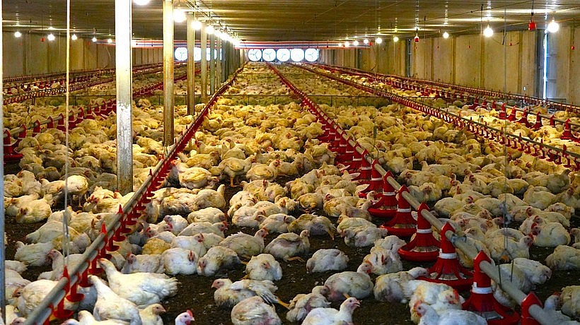 Advanced technology is widely applied at concentrated livestock farms in Tay Ninh. (Photo: VNA) Advanced technology is widely applied at concentrated livestock farms in Tay Ninh. (Photo: VNA)
