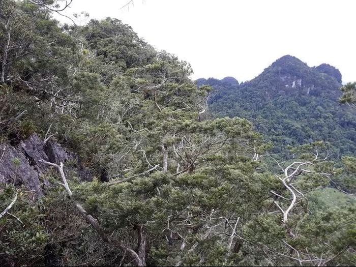 Within the core zone of Phong Nha-Ke Bang National Park lies a pristine Calocedrus macrolepis forest covering more than 3,000 hectares. (Photo: Phong Nha-Ke Bang National Park) Within the core zone of Phong Nha-Ke Bang National Park lies a pristine Calocedrus macrolepis forest covering more than 3,000 hectares. (Photo: Phong Nha-Ke Bang National Park)