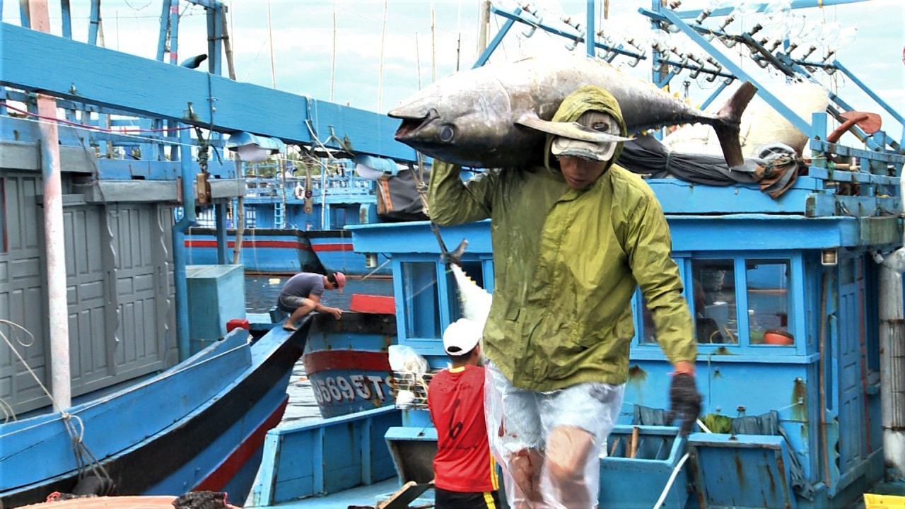 A yellowfin tuna is brought ashore by fishermen. (Photo: WWF-Vietnam)