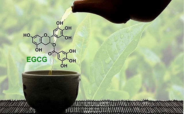 With the EGCG compound, green tea has become the king of refreshment beverages.
