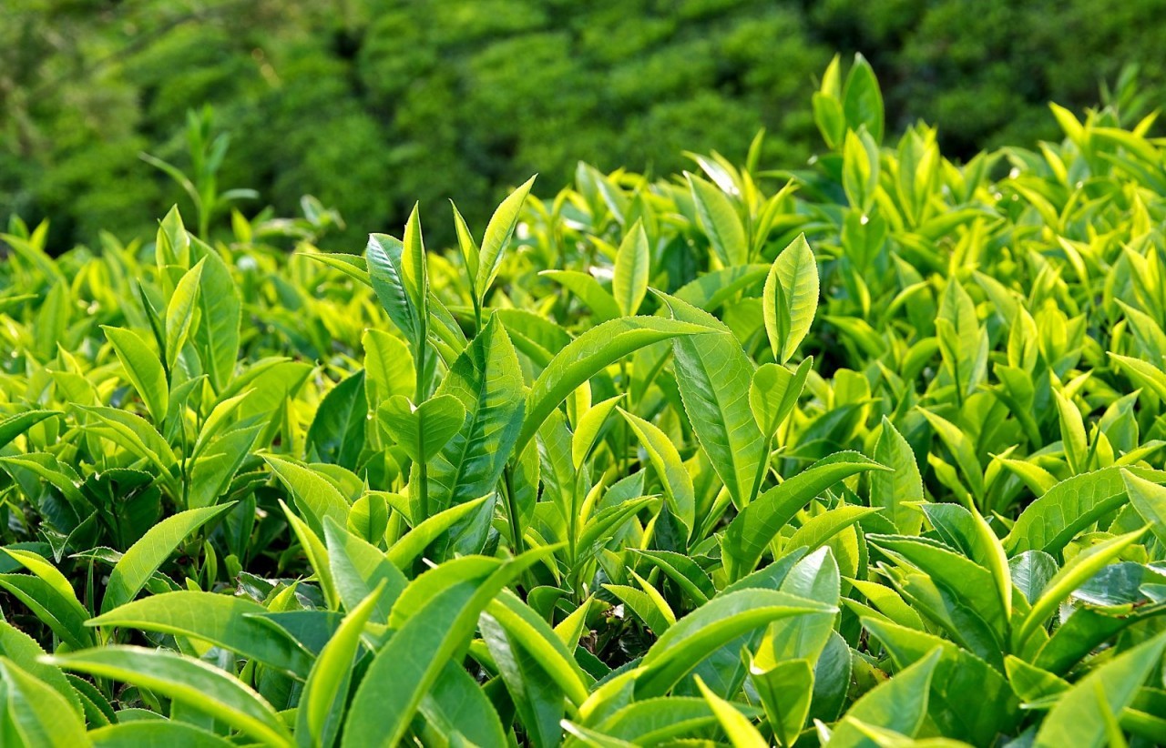 A Popular Vietnamese Drink Shows Surprising Benefits for Reducing Dementia Risk A Popular Vietnamese Drink Shows Surprising Benefits for Reducing Dementia Risk