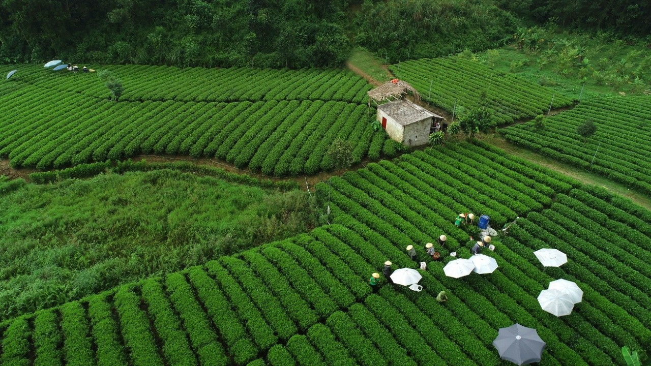 With its consistent quality and adherence to international standards, Trà Xanh Không Độ has proven its ability to break beyond local boundaries. Today, it is exported to over 20 global markets