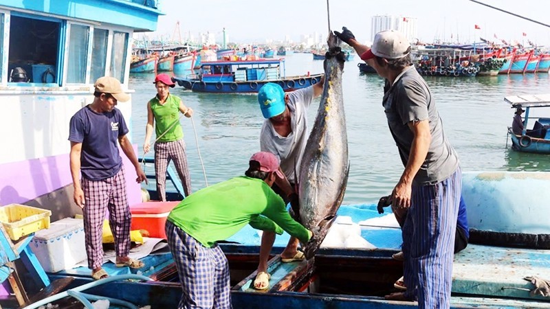 Fishing vessels in Gia Lai have clearly recognized the importance of preventing illegal fishing and are strictly complying with regulations against IUU fishing. Fishing vessels in Gia Lai have clearly recognized the importance of preventing illegal fishing and are strictly complying with regulations against IUU fishing.