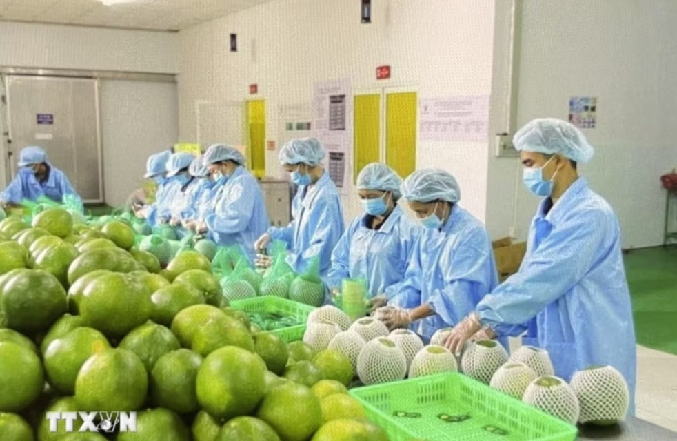 European Businesses' Confidence Index in Vietnam Rises Sharply European Businesses' Confidence Index in Vietnam Rises Sharply
