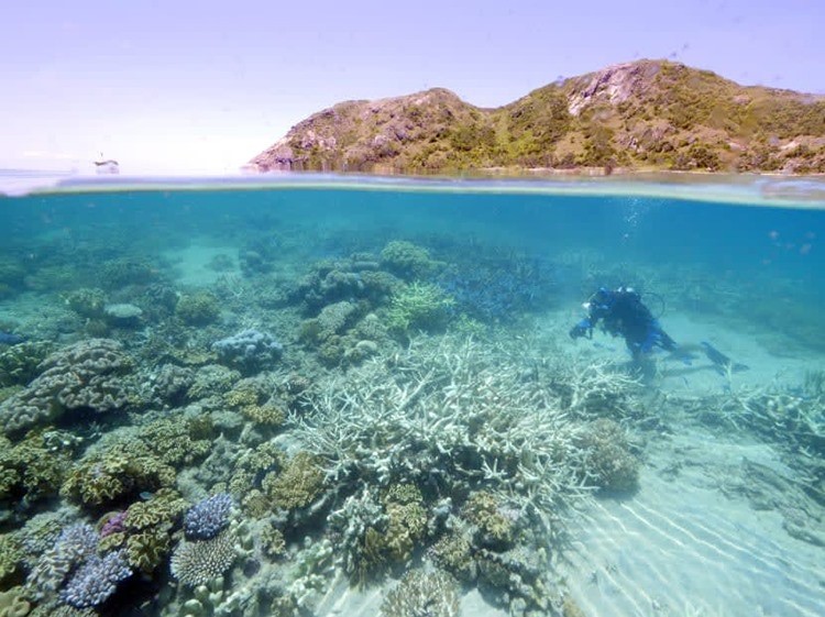 Colorful coral reefs beneath the crystal-clear waters of Hon Mun, Nha Trang. (Photo: Collected)