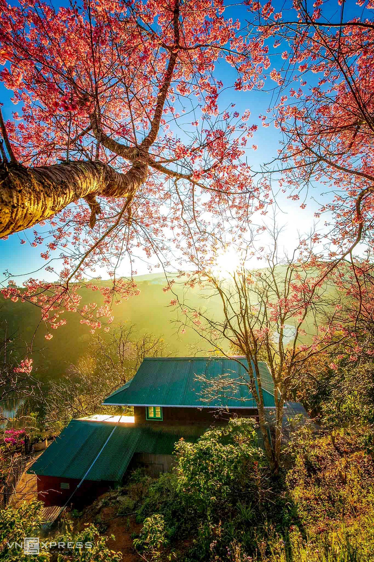 Da Lat blanketed in pink of blooming cherry blossoms Da Lat blanketed in pink of blooming cherry blossoms