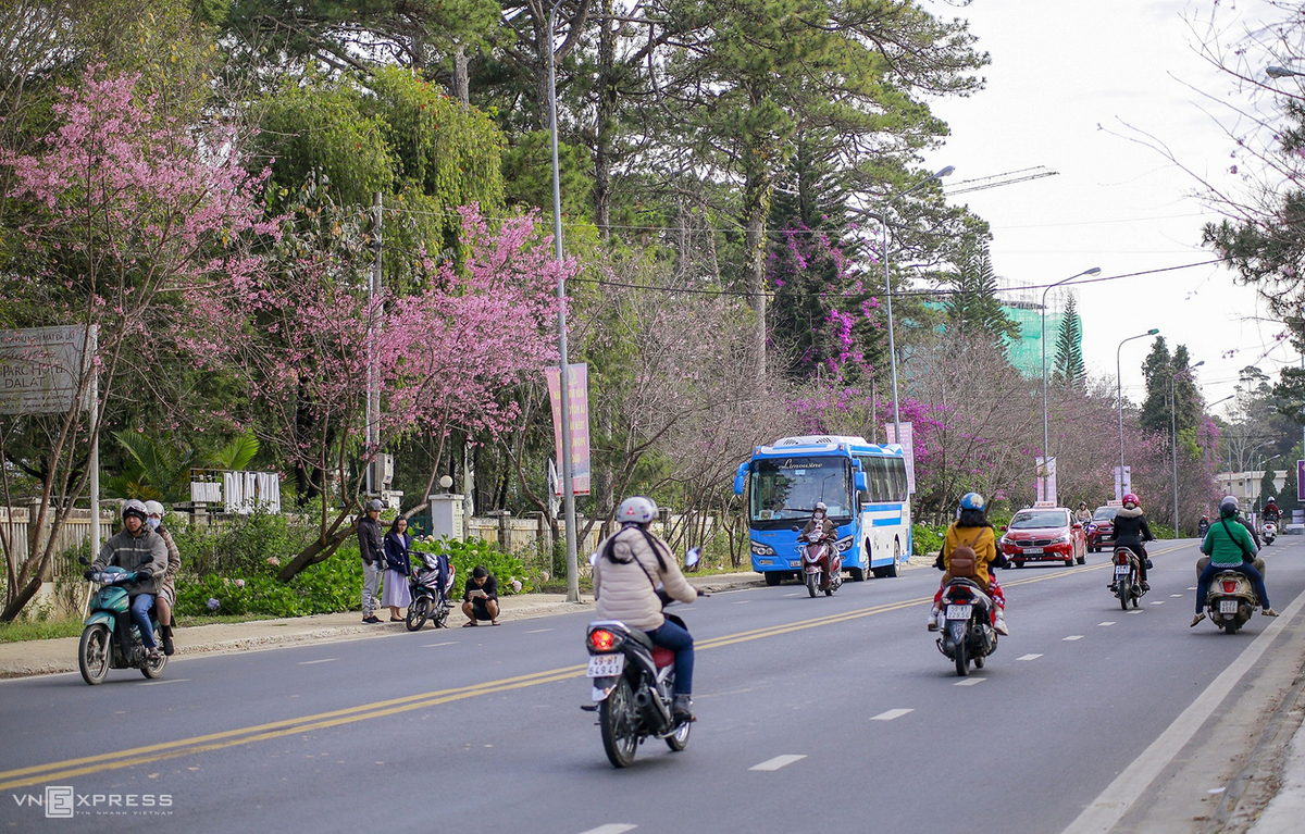 Da Lat blanketed in pink of blooming cherry blossoms Da Lat blanketed in pink of blooming cherry blossoms