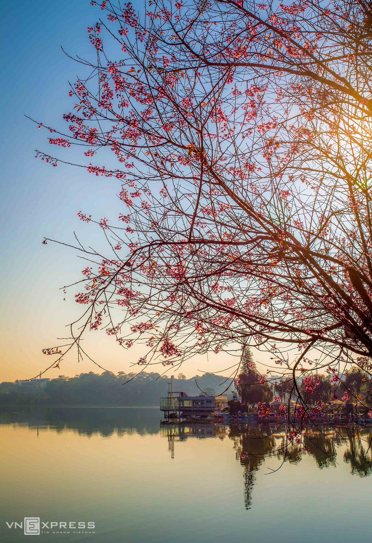 Da Lat blanketed in pink of blooming cherry blossoms Da Lat blanketed in pink of blooming cherry blossoms