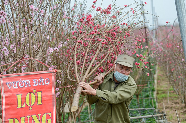 Gorgeous scene in Northern Vietnam’s largest peach blossom-growing hub Gorgeous scene in Northern Vietnam’s largest peach blossom- growing hub