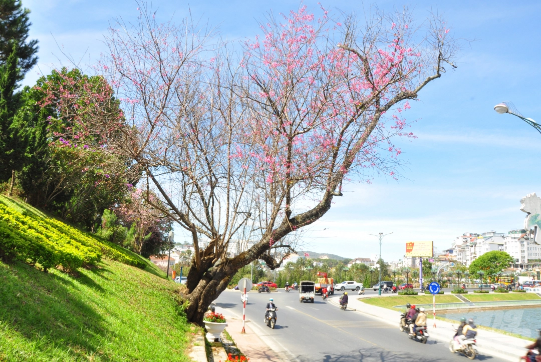 Da Lat puts on romantic outfit with pink cherry blossoms Da Lat puts on romantic outfit with pink cherry blossoms