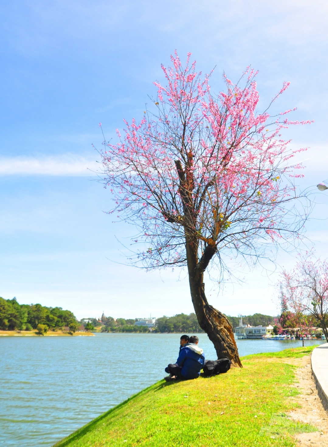 Da Lat puts on romantic outfit with pink cherry blossoms Da Lat puts on romantic outfit with pink cherry blossoms